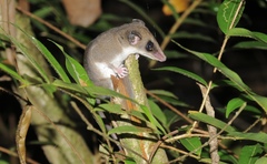 Didelphinae