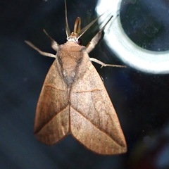 Hemiceratinae