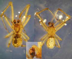 Theridion uhligi