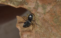 Heliophanus cupreus