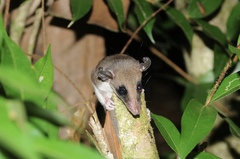 Didelphinae