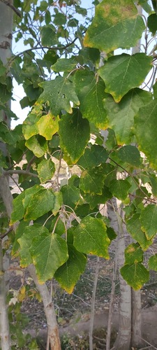 Grey Poplar