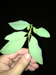 Erythroxylum fimbriatum