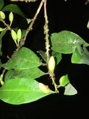 Erythroxylum fimbriatum