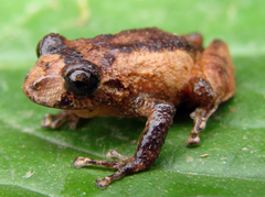Bogota Robber Frog photo 3
