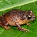 Bogota Robber Frog - Photo (c) Giovanni Alberto Chaves Portilla, some rights reserved (CC BY-SA)