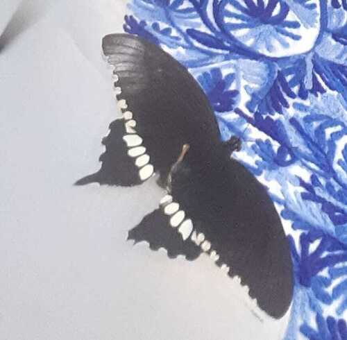 Common Mormon Swallowtail