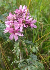 Sidalcea nelsoniana