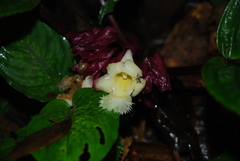 Drymonia turrialvae