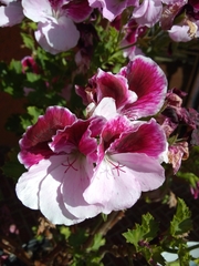 Magnoliopsida