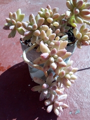 Crassulaceae