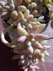 Crassulaceae