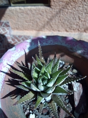 Haworthiopsis