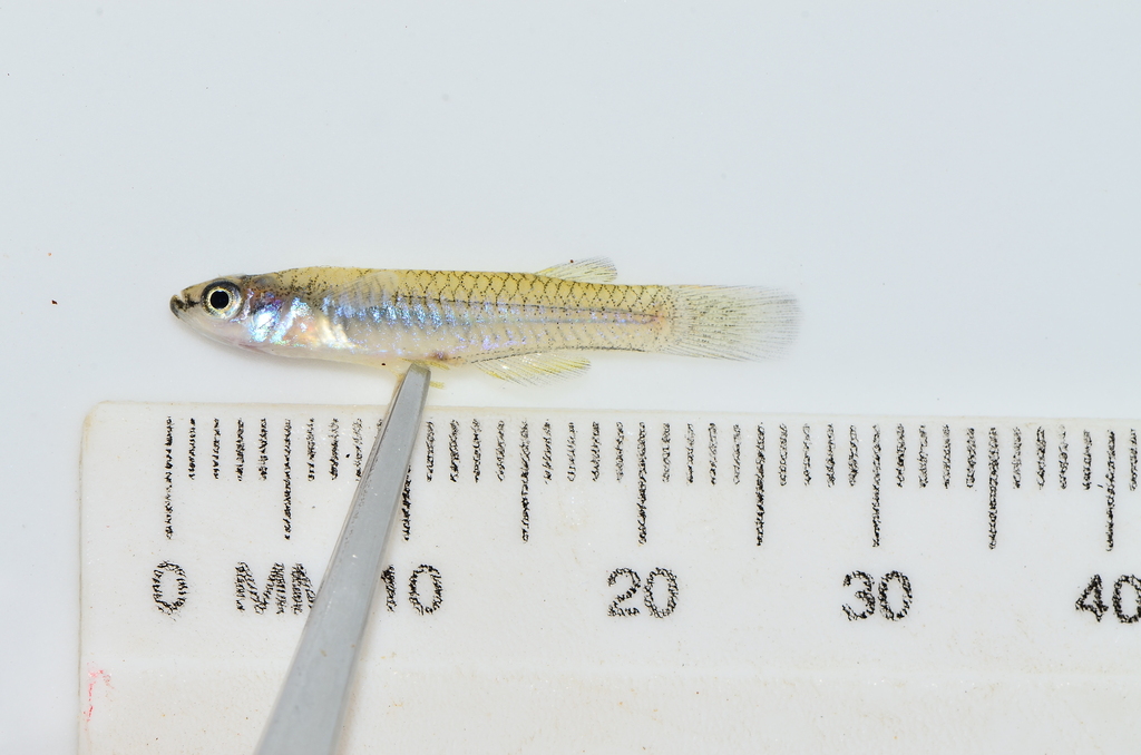 Pfaff's lampeye (Micropanchax pfaffi) — Procatopodidae