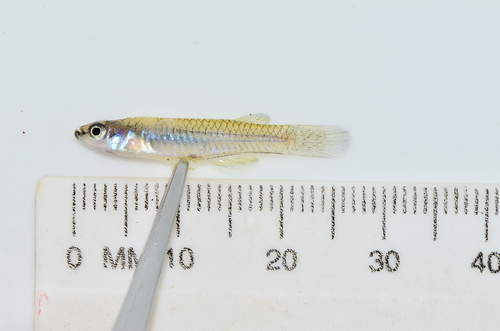 Pfaff's lampeye (Micropanchax pfaffi) — Procatopodidae