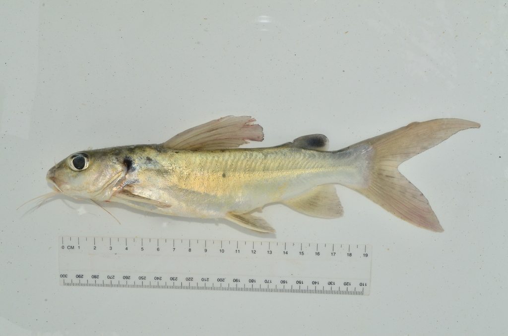Donkere claroteid-meerval (Chrysichthys maurus) — Claroteidae
