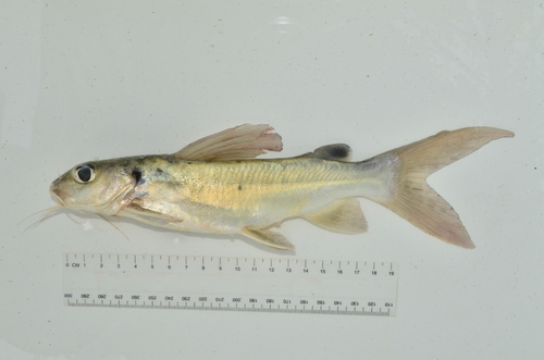 Black-tailed catfish (Chrysichthys maurus) — Claroteidae