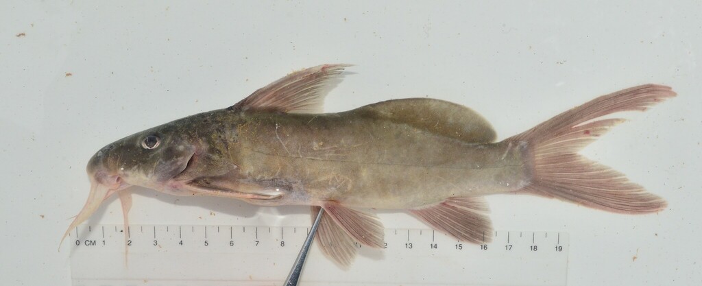 Violet squeaker (Synodontis violaceus) — Mochokidae