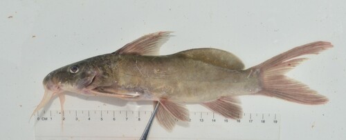 Violet squeaker (Synodontis violaceus) — Mochokidae