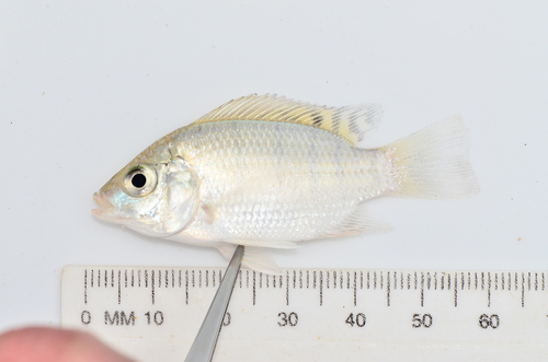 Galilese tilapia (Sarotherodon galilaeus) — Cichlidae