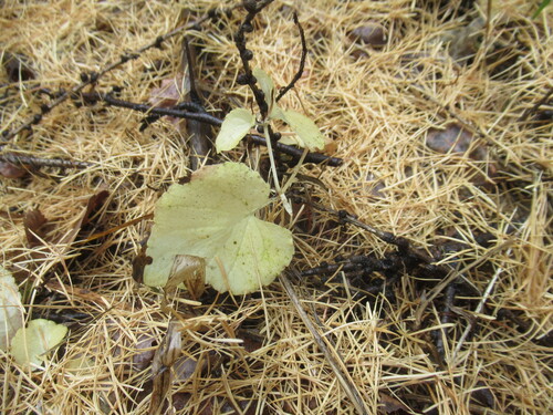 Sakhalin Violet (Viola sacchalinensis)