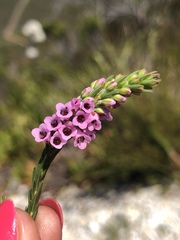 Erica pulchella