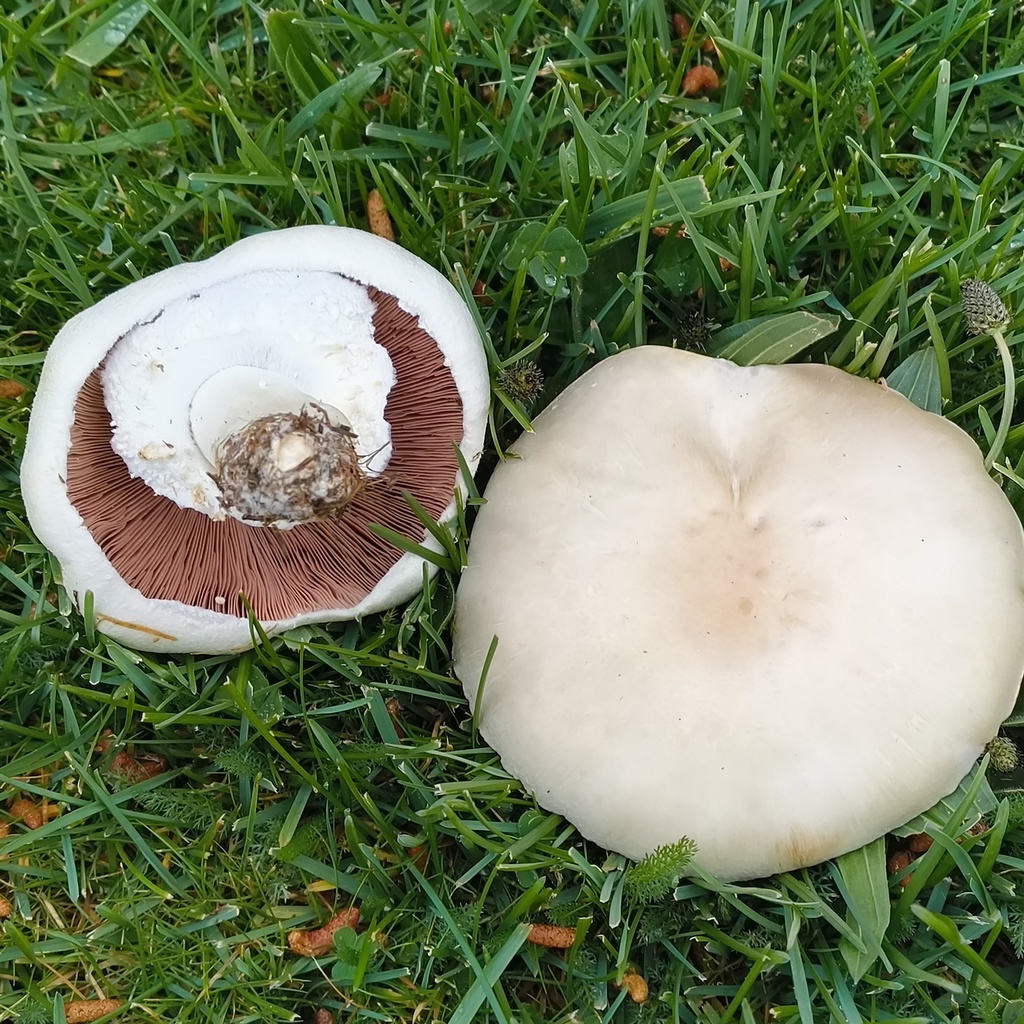 Agaricus arvensis · October 2025 · photo: © zedt (iNaturalist, cc-by)