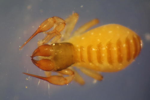 Chthonius ischnocheles