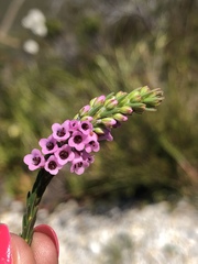 Erica pulchella