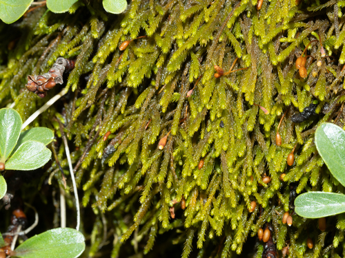 Haplocladium microphyllum