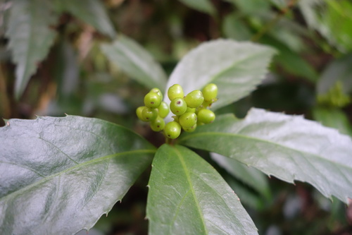 Sarcandra glabra, photograph 6