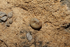 Oxychilus superfluus