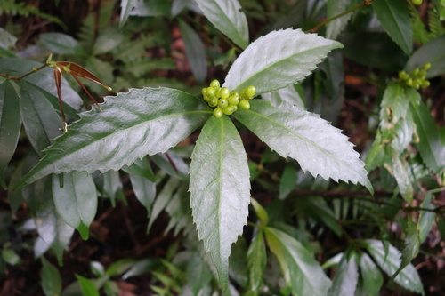 Sarcandra glabra, photograph 5
