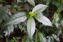 Sarcandra glabra, photograph agujaceratops, CC BY, iNaturalist via GBIF