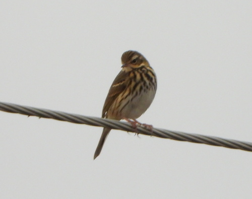 Olive-backed Pipit (Anthus hodgsoni), photo 7