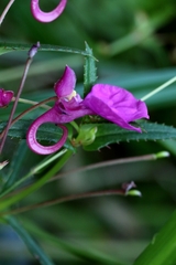 author not stated, no rights reserved Impatiens chinensis, photograph author not stated, no rights reserved