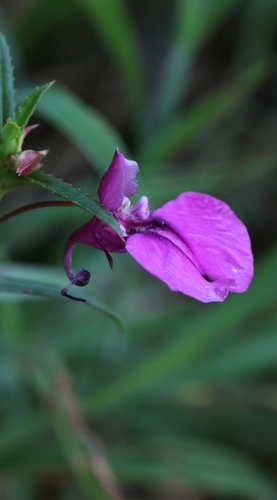 Impatiens chinensis, photograph 6
