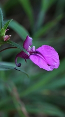 Impatiens chinensis, photograph author not stated, no rights reserved