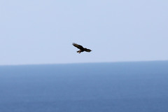 Buteo buteo rothschildi