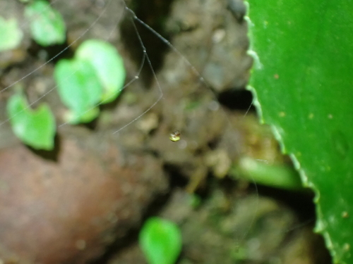 Ogulnius pullus