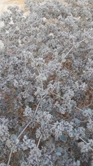 Tidestromia suffruticosa