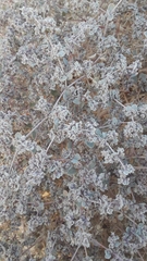 Tidestromia suffruticosa