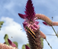 Choranthus vitellius