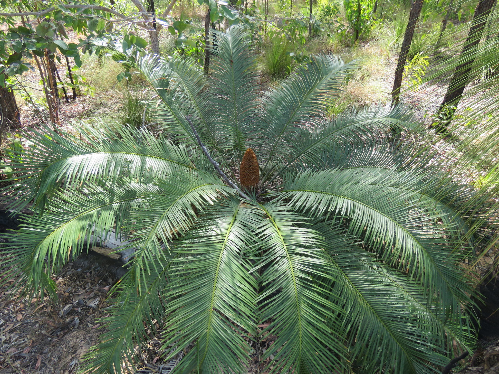 Cycas media