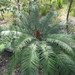 Australian Nut Palm - Photo (c) Ian Cowan, some rights reserved (CC BY-NC), uploaded by Ian Cowan