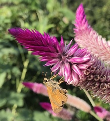 Choranthus vitellius