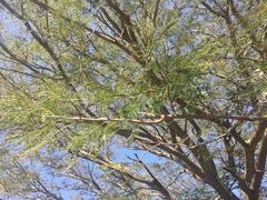 Enterolobium cyclocarpum