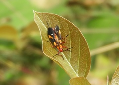 Oncopeltus guttaloides