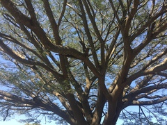 Enterolobium cyclocarpum