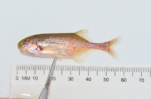 Elephant Fish (Pollimyrus isidori) — Mormyridae — 3